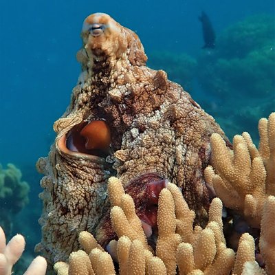 An octopus swimming through a coral reef.